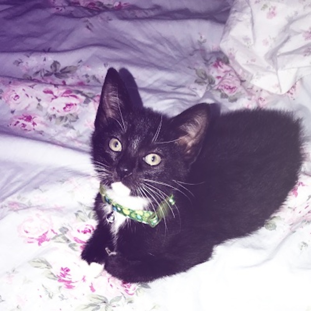 Meet your Posher, sea